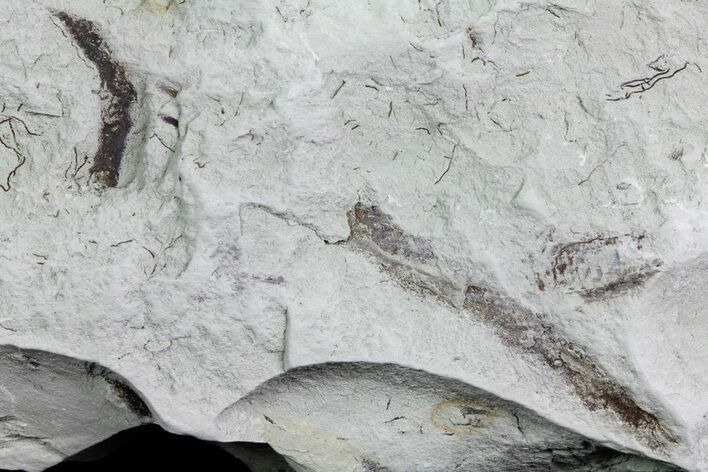Ediacaran Aged Fossil Worms (Sabellidites) - Estonia #73520